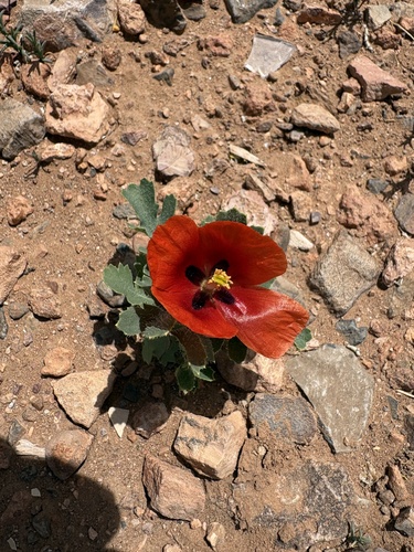Red Horned Poppy