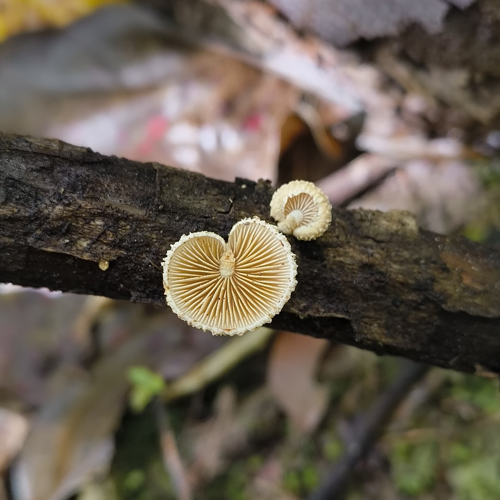 Pleuroflammula praestans · January 2026 · photo: © zedt (iNaturalist, cc-by)