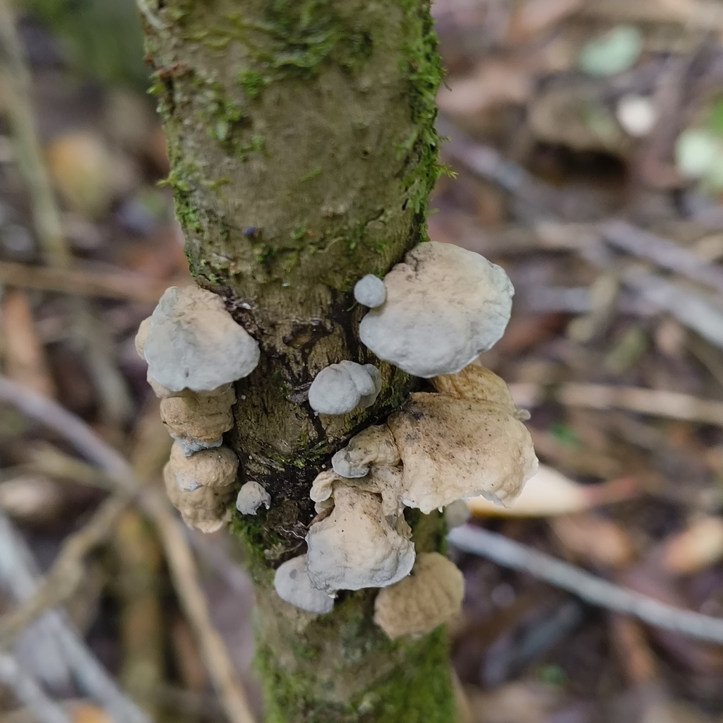 Campanella tristis · January 2026 · photo: © zedt (iNaturalist, cc-by)
