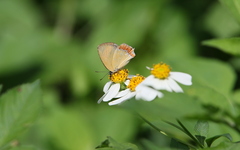 Heliophorus