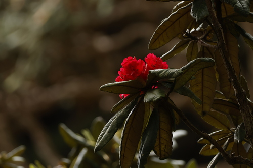 Rhododendron arboreum zeylanicum