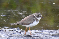 Charadrius semipalmatus