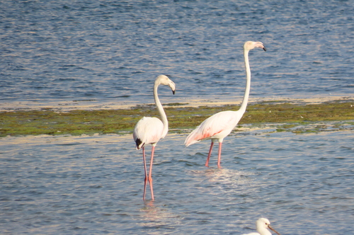 Greater Flamingo