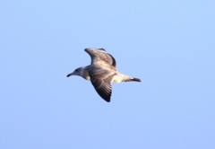 Larus argentatus