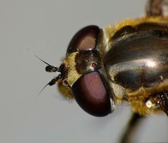 Helophilus ineptus