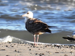Larus argentatus
