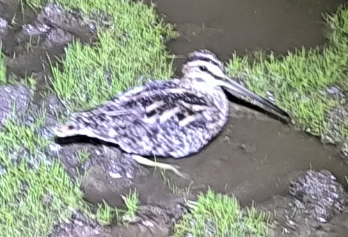 iNaturalist image