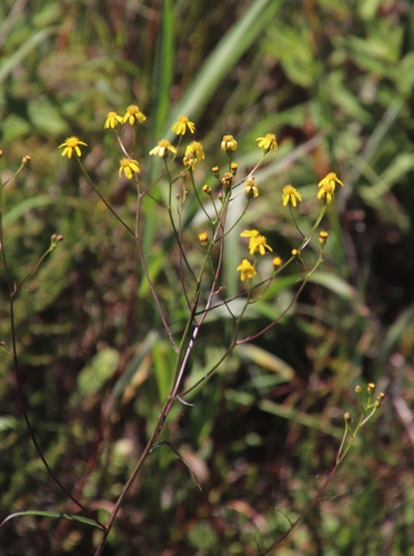 Senecio inornatus image