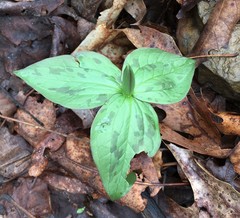 Trillium viridescens