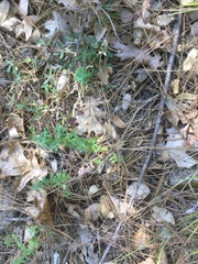 Hypericum perforatum perforatum