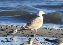 Larus argentatus