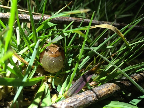 Spring Peeper photographed in Tennessee