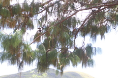 Pinus patula image