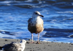 Larus argentatus