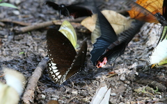 Papilio castor