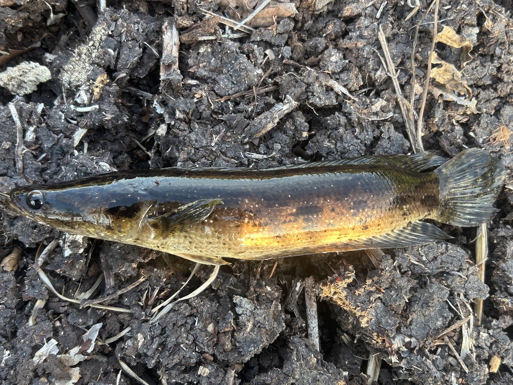 Forest Snakehead (Channa lucius)