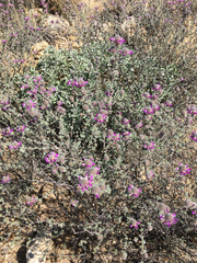 Dalea pulchra