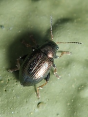 Chaetocnema hortensis