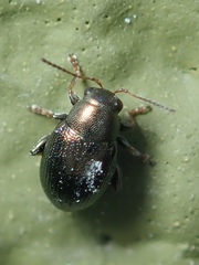 Chaetocnema hortensis