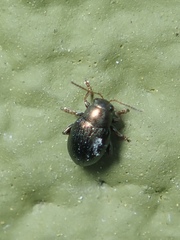 Chaetocnema hortensis