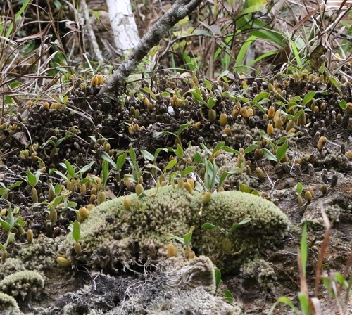 Coelogyne fimbriata