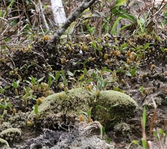 Coelogyne fimbriata