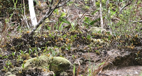 Coelogyne fimbriata, photograph 1