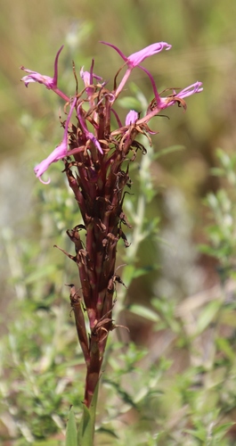 Image of Disa nervosa by (c) Tony Rebelo, some rights reserved (CC BY-SA)