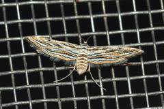 Parapoynx fluctuosalis