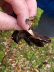 Helvella compressa