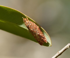 Syringoseca rhodoxantha