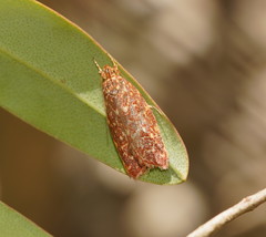 Syringoseca rhodoxantha