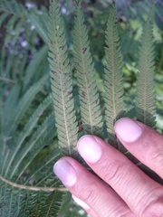 Pelazoneuron puberulum