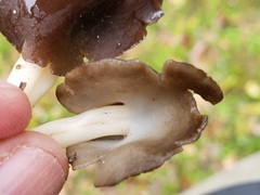 Helvella compressa