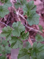 Ribes uva-crispa