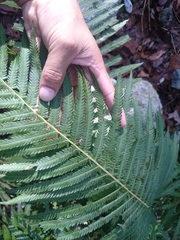 Pelazoneuron puberulum