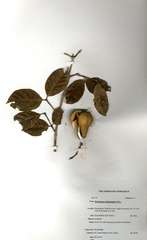 Schrebera trichoclada