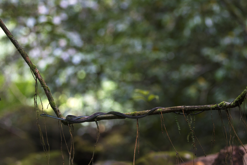 Large-eyed Green Treesnake from Riaba, Equatorial Guinea on January 31 ...