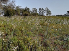 Asphodelus serotinus