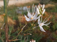 Asphodelus serotinus