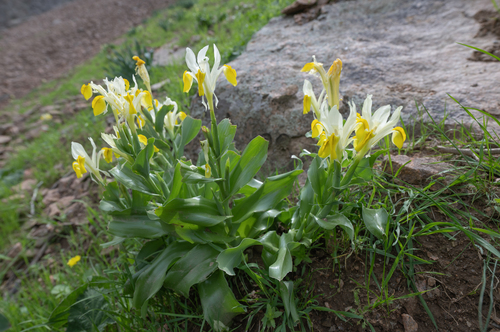 Iris bucharica, photograph 5