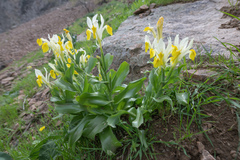 Iris bucharica, photograph (c) Morten Ross, some rights reserved (CC BY)