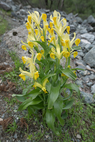 Iris bucharica, photograph 3