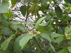 Colubrina yucatanensis
