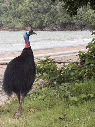 Southern Cassowary (Casuarius casuarius), photo 9