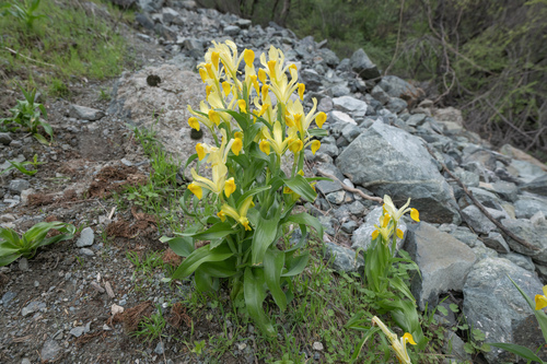 Iris bucharica, photograph 4
