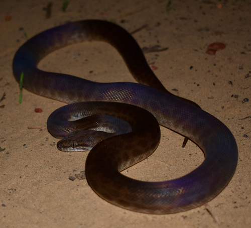 Children's Python