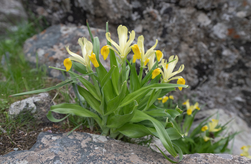 Iris bucharica