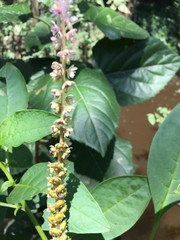 Phytolacca icosandra