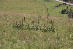 Watsonia pulchra image